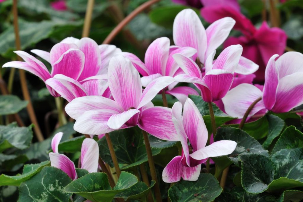 fleur cyclamens
