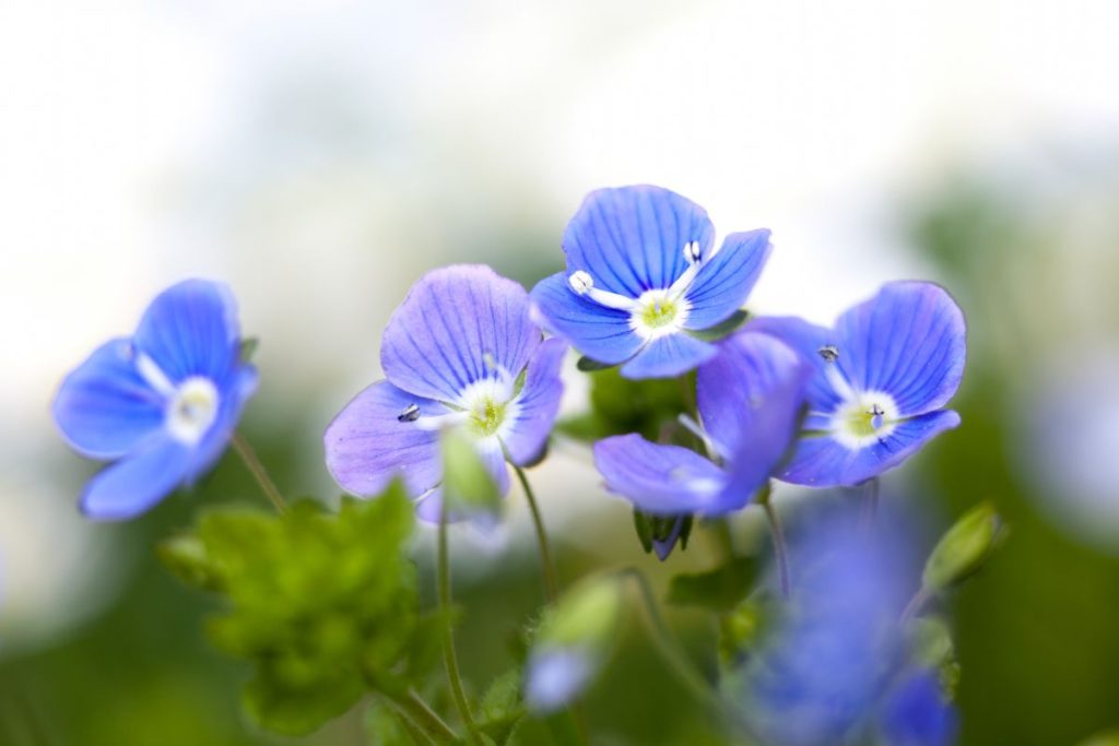 fleurs veronicas